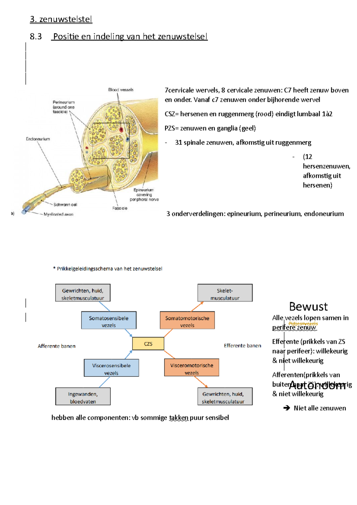 Algemene Neuroanatomie 2 - 3. Zenuwstelstel 8 Positie En Indeling Van ...