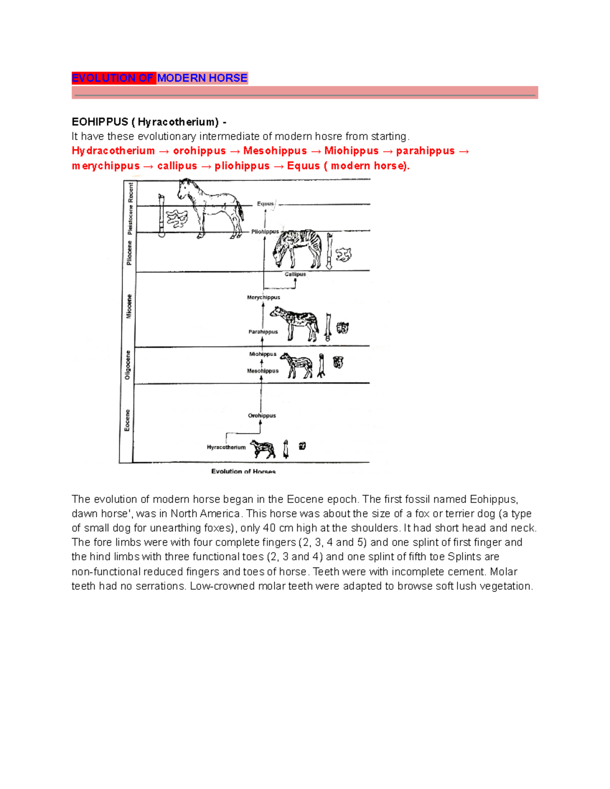 Eohippus (Hyracotherium) Evolution - EVOLUTION OF MODERN HORSE EOHIPPUS ...