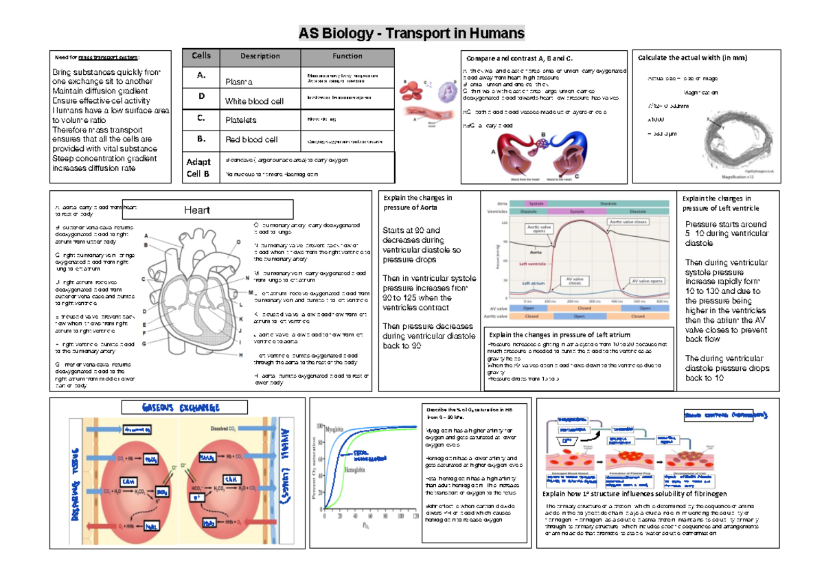 2. AS- ACE display-Human transport+ - AS Biology - Transport in Humans ...