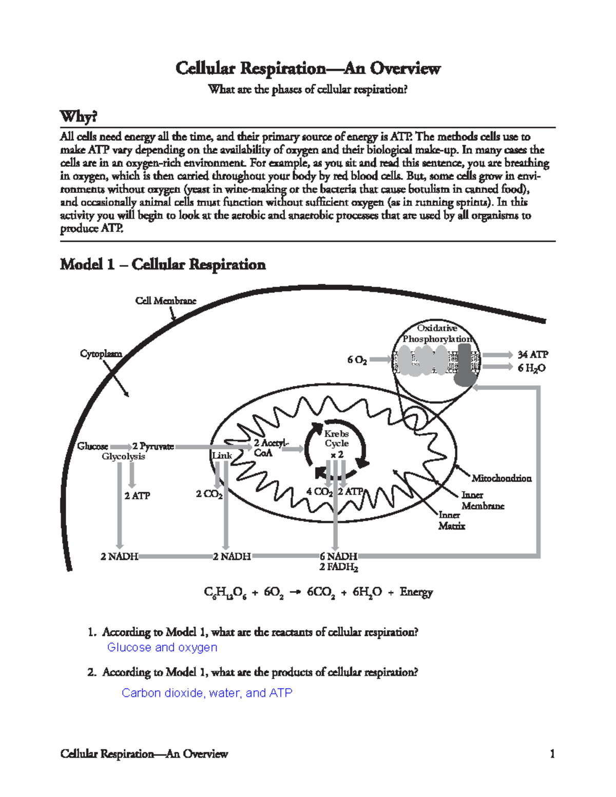 Cellular Respiration - POGLIS - Krebs Cycle Oxidative Phosphorylation ...