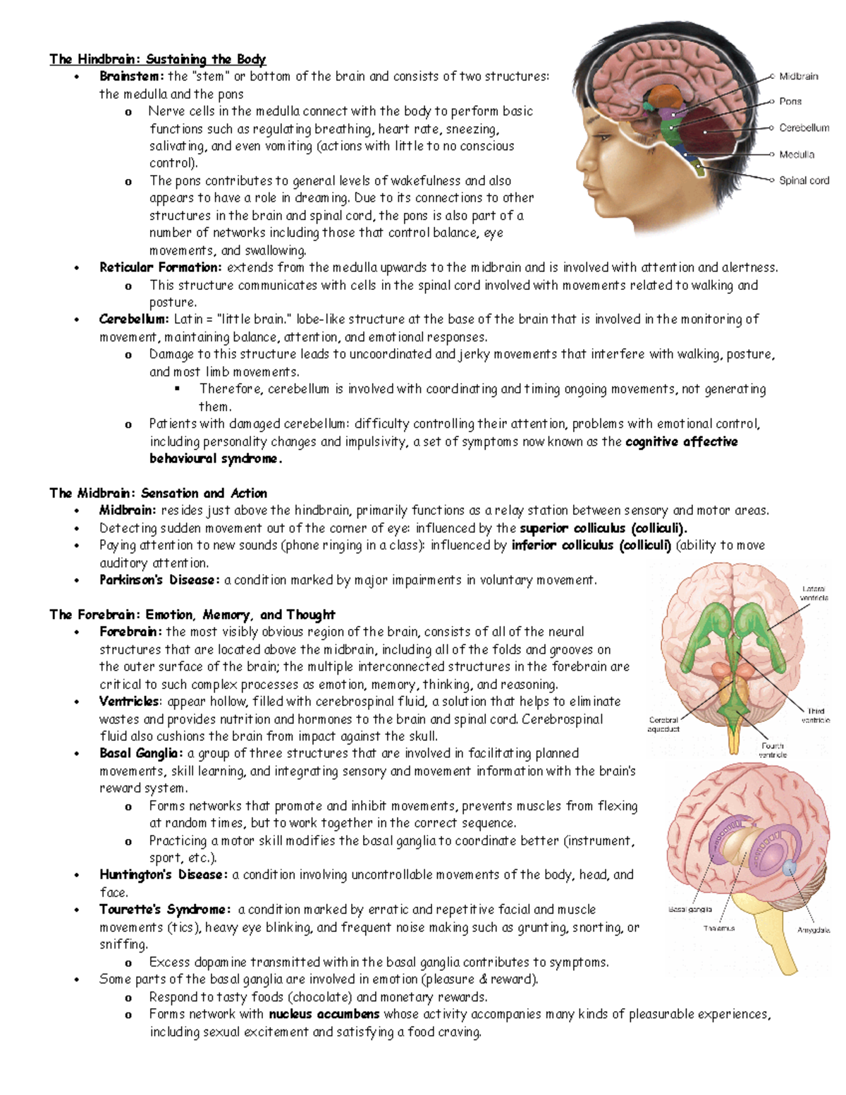 Week 2 The Hindbrain DE Textbook notes - The Hindbrain: Sustaining the ...