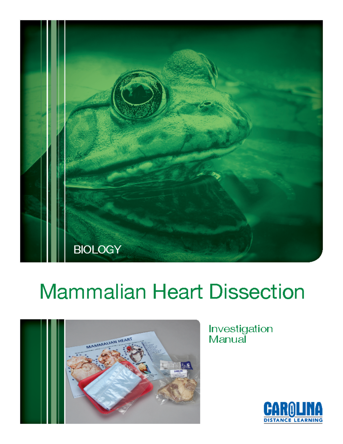 Mammalian Heart Dissection Investigation Studocu