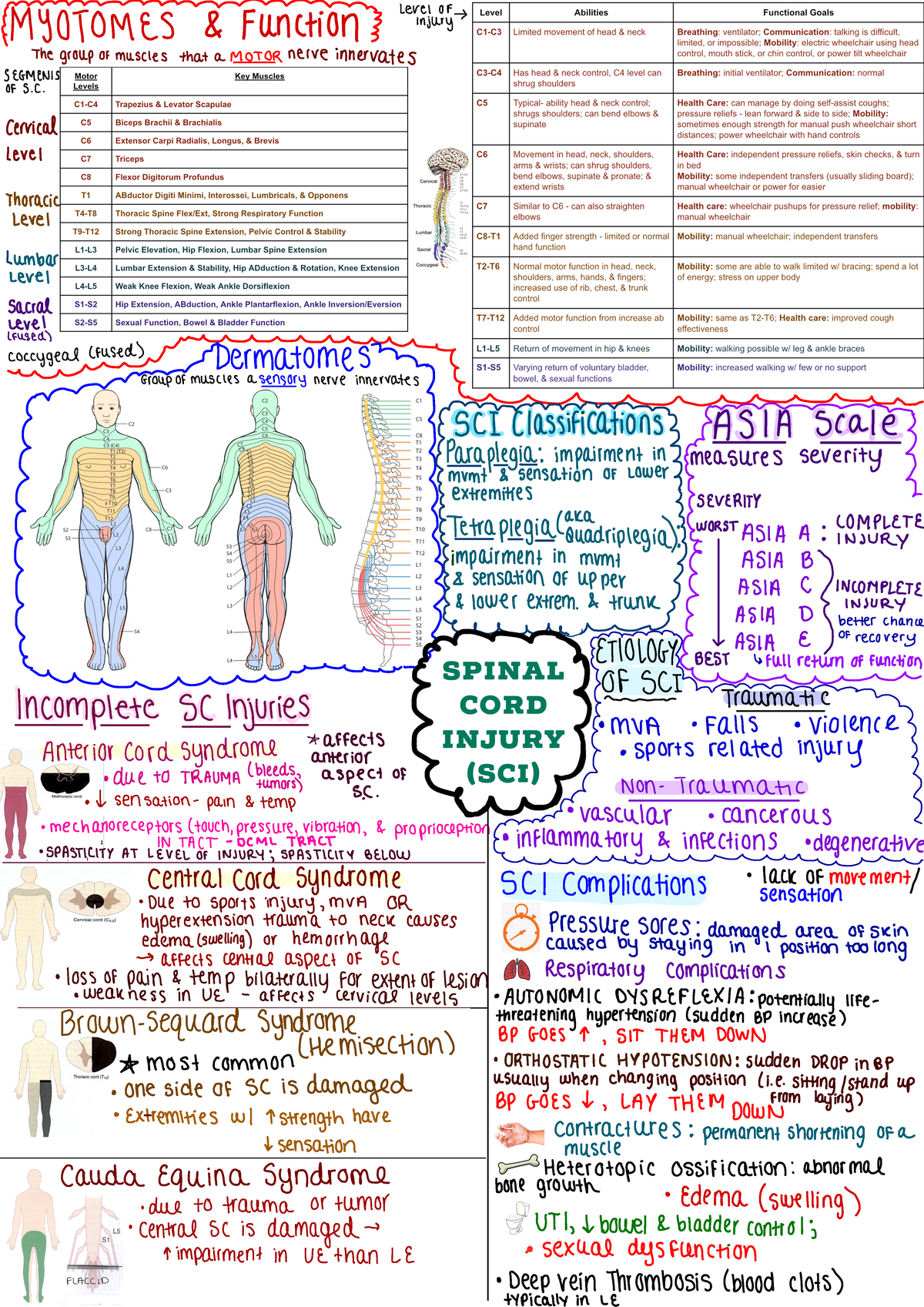Spinal Cord Injury - Handy summary of SCIs - fmmmmmmmzglereior O TOMES ...