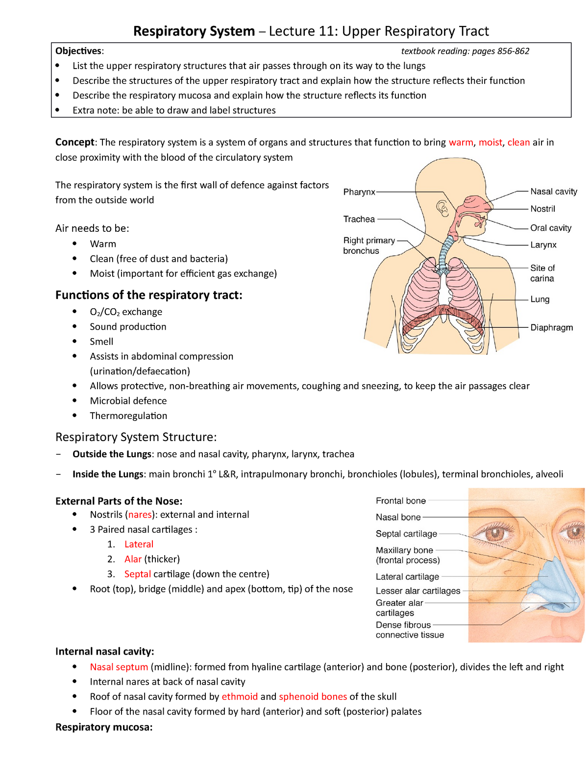 Hubs 192 Notes Respiratory System Lectures 11 18 Respiratory