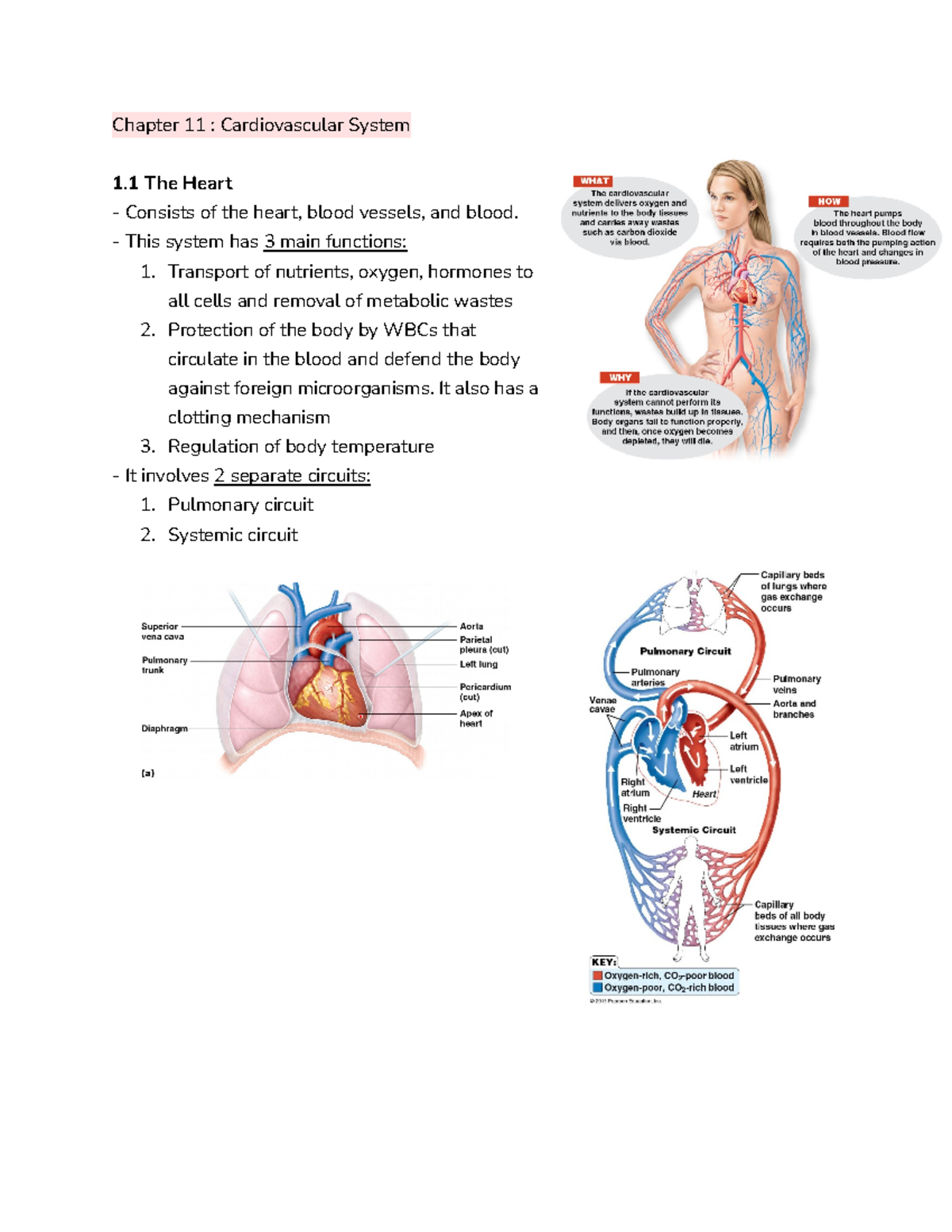 Chapter 11 Cardiovascular System Chapter 11 Cardiovascular System 1 