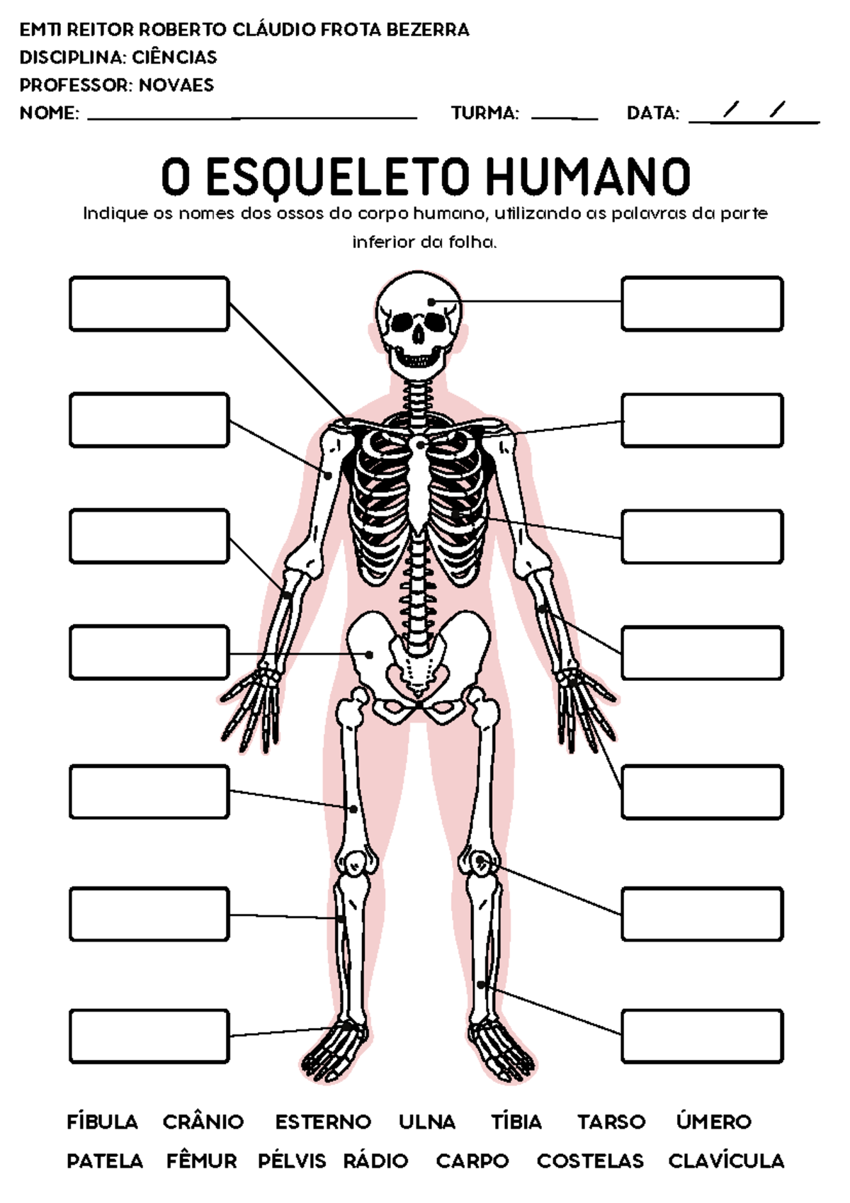 O esqueleto humano - atividade prática - Anatomia - EMTI REITOR ROBERTO ...