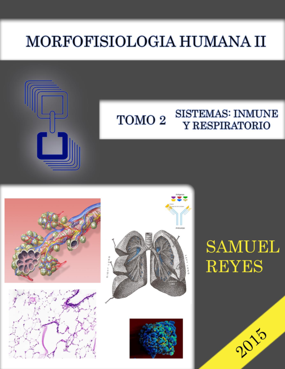 Morfofisiologia Humana II Unidad II - Fases De La Hematopoyesis La ...