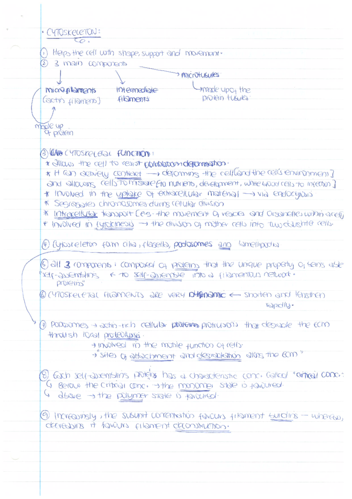Cytoskeleton definition image