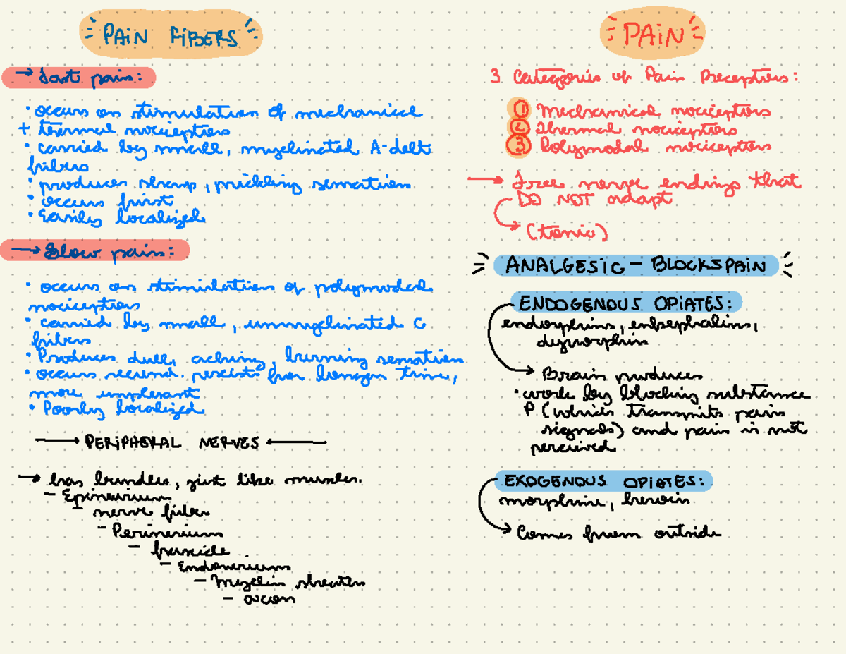 Unit 2: PNS Pain - :PAIN FIBERS :PAINE -> fastpain: 3 Categoriesof ...