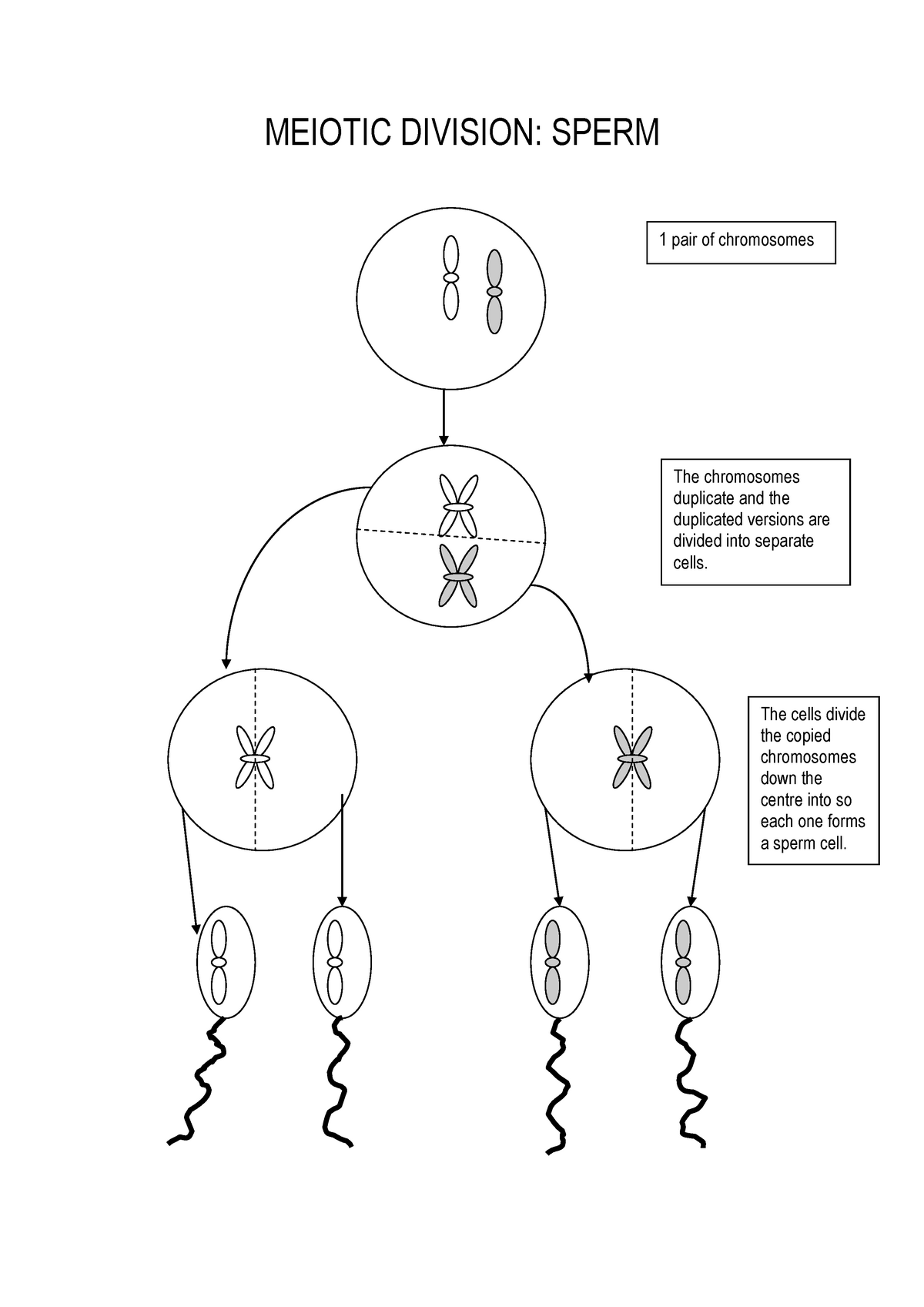 CELL Division - Mandatory for exam - MEIOTIC DIVISION: SPERM 1 pair of ...