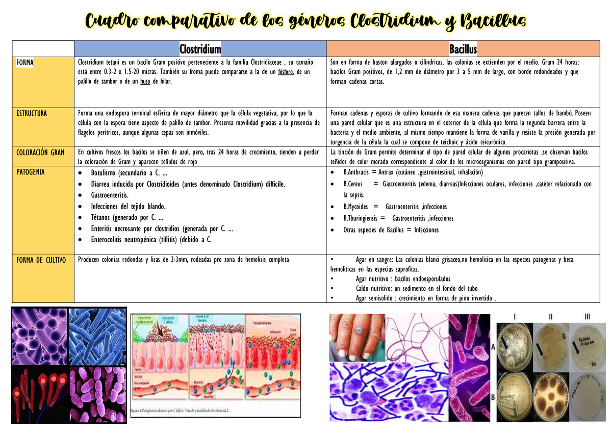 tinción de gram para clostridium tetani