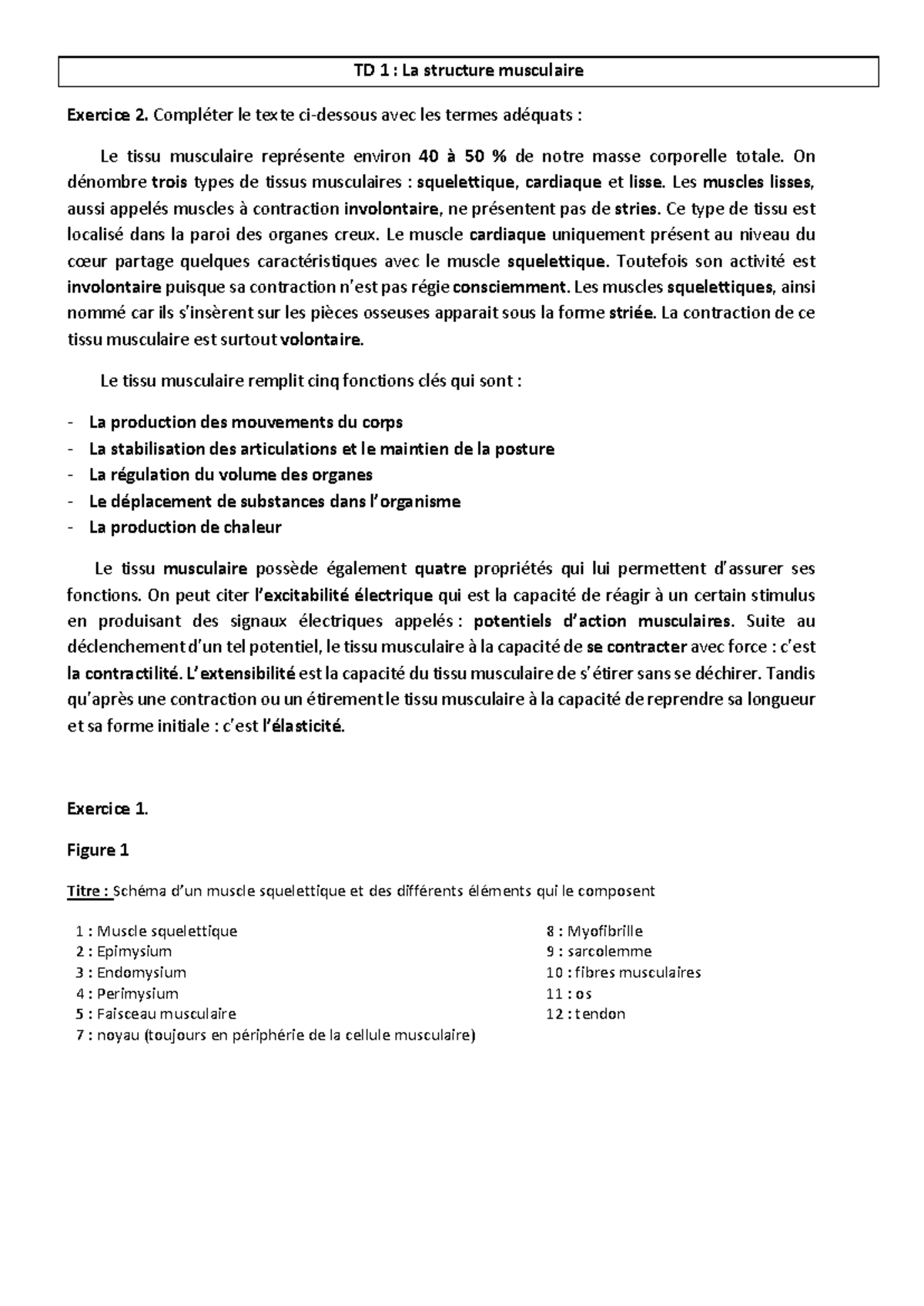 TD1 Structure musculaire - Correction - Introductin anatomie ...