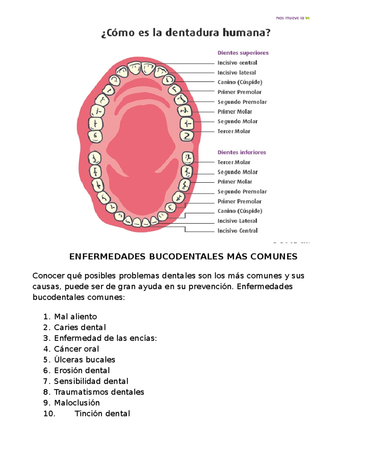 Enfermedades Bucodentales MÁS Comunes - ENFERMEDADES BUCODENTALES MÁS ...