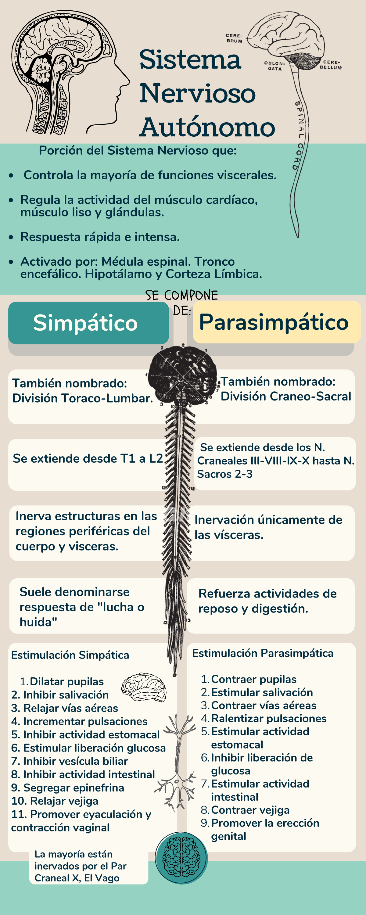 Infografía sobre el Sistema Nervioso Autónomo Simpático Parasimpático También nombrado