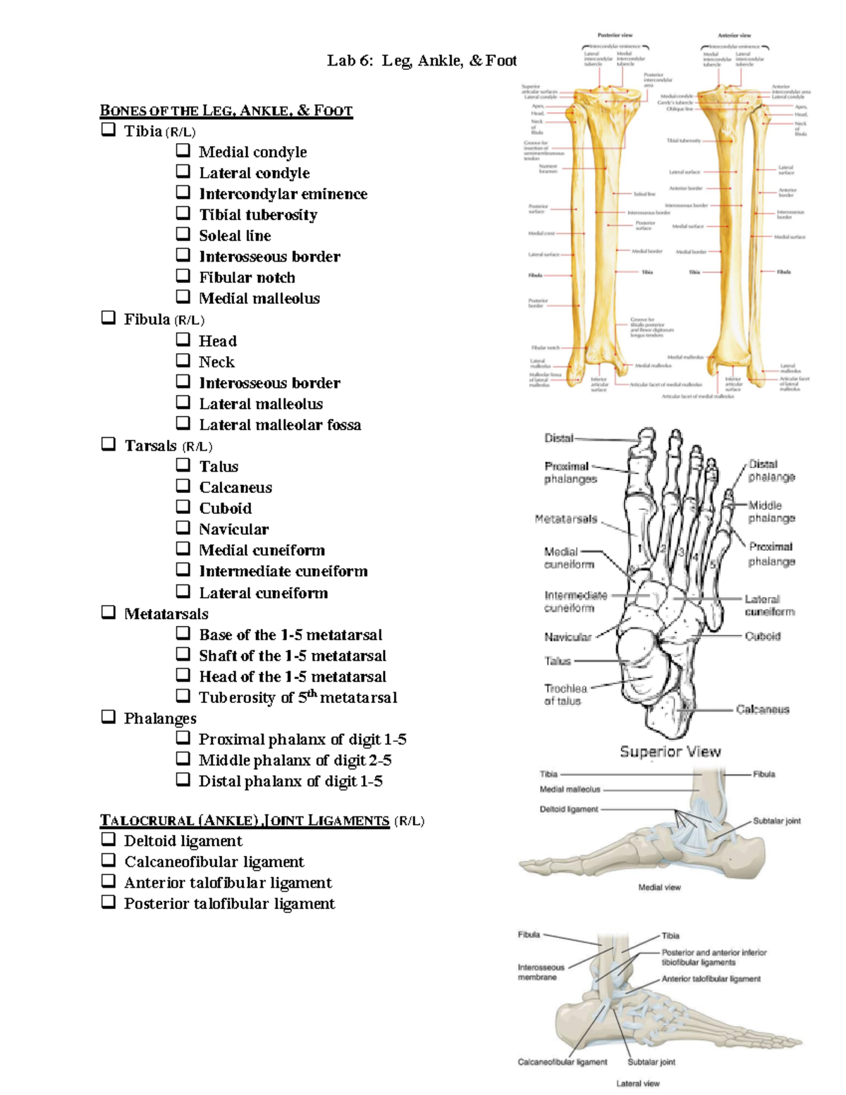 Lab6 Structure List - Lab 6: Leg, Ankle, & Foot BONES OF THE LEG, ANKLE ...