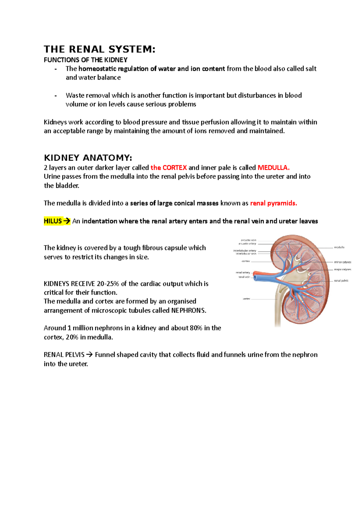 WEEK 14 THE Renal System - THE RENAL SYSTEM: FUNCTIONS OF THE KIDNEY ...