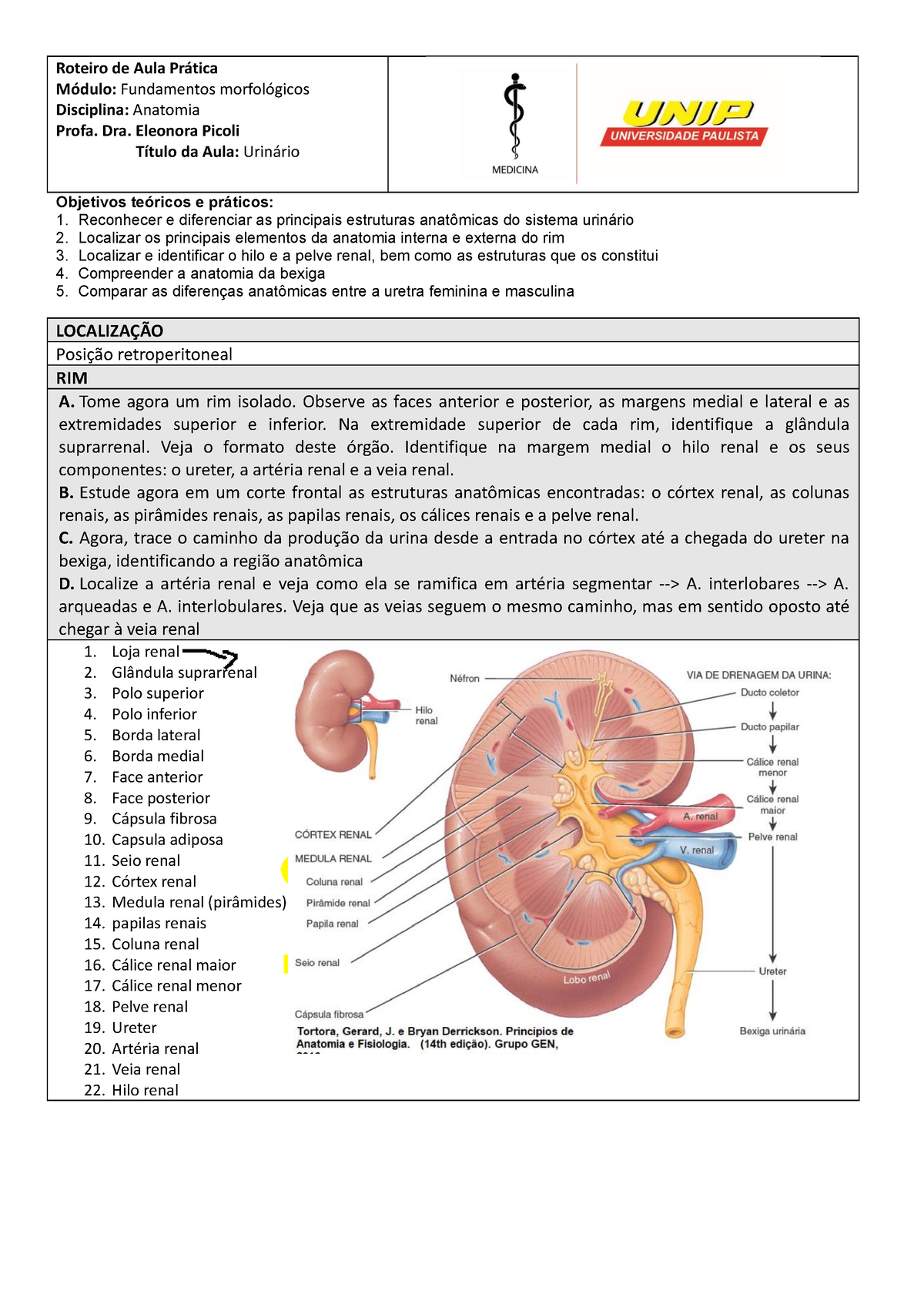 a estrutura do hilo renal