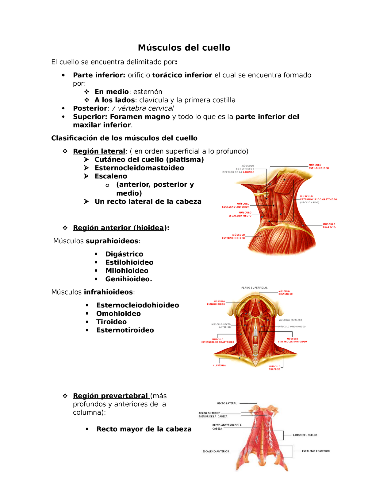 Clase 7 Musculos Del Cuello - Músculos Del Cuello El Cuello Se ...