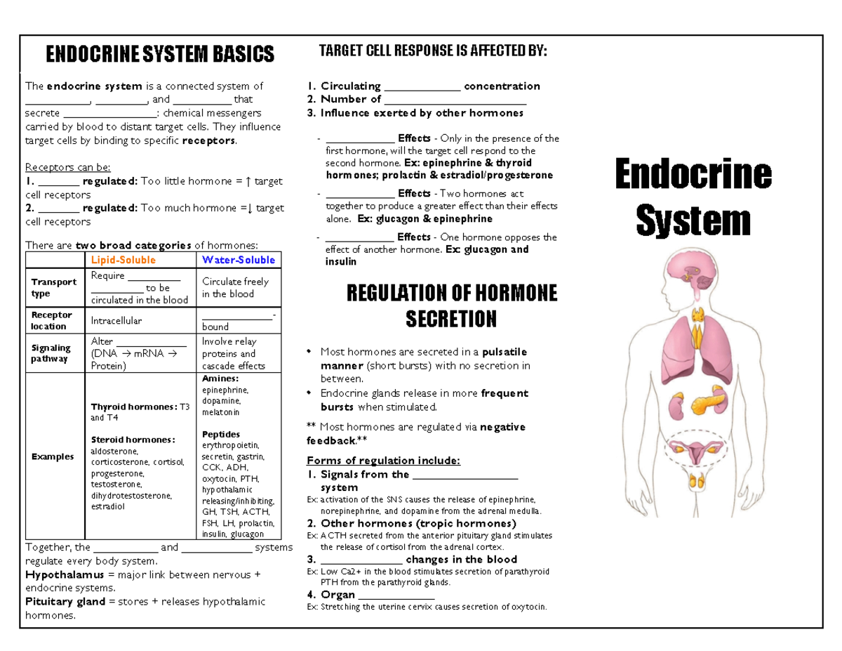 Endocrine Brochure ENDOCRINE SYSTEM BASICS TARGET CELL RESPONSE IS