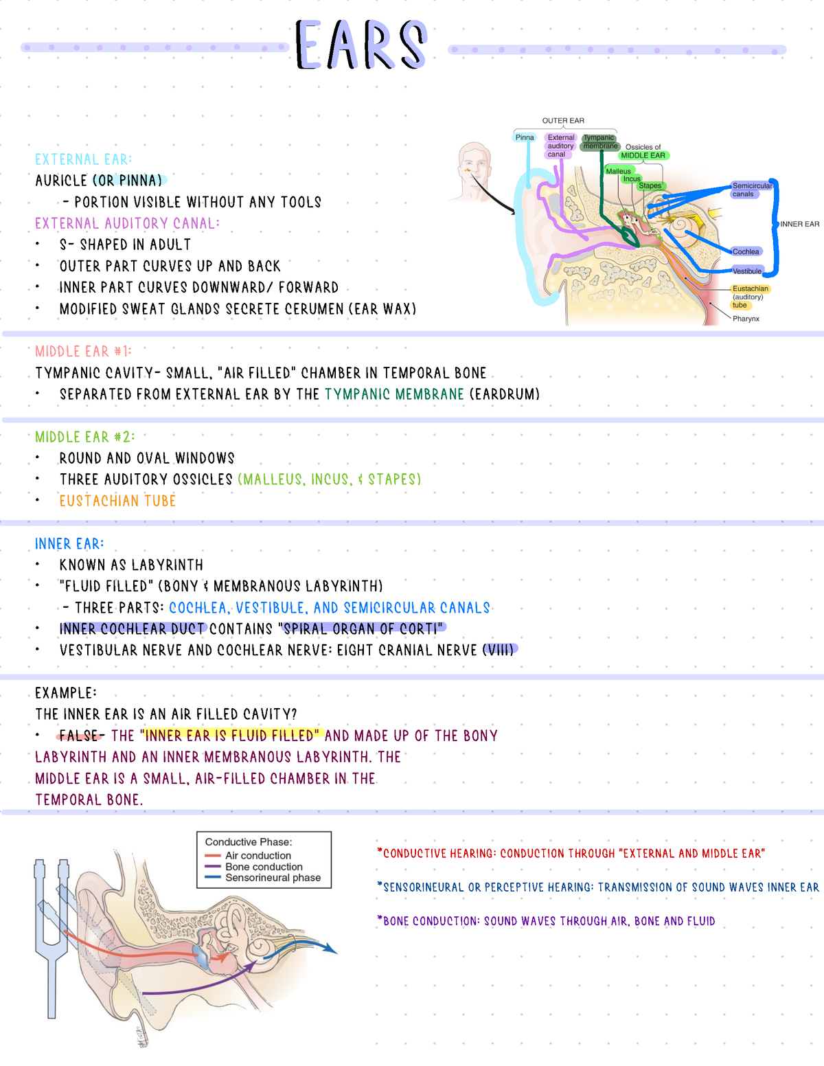 EARS - Ear notes - EARS EXTERNAL EAR: Auricle (or pinna) PORTION ...