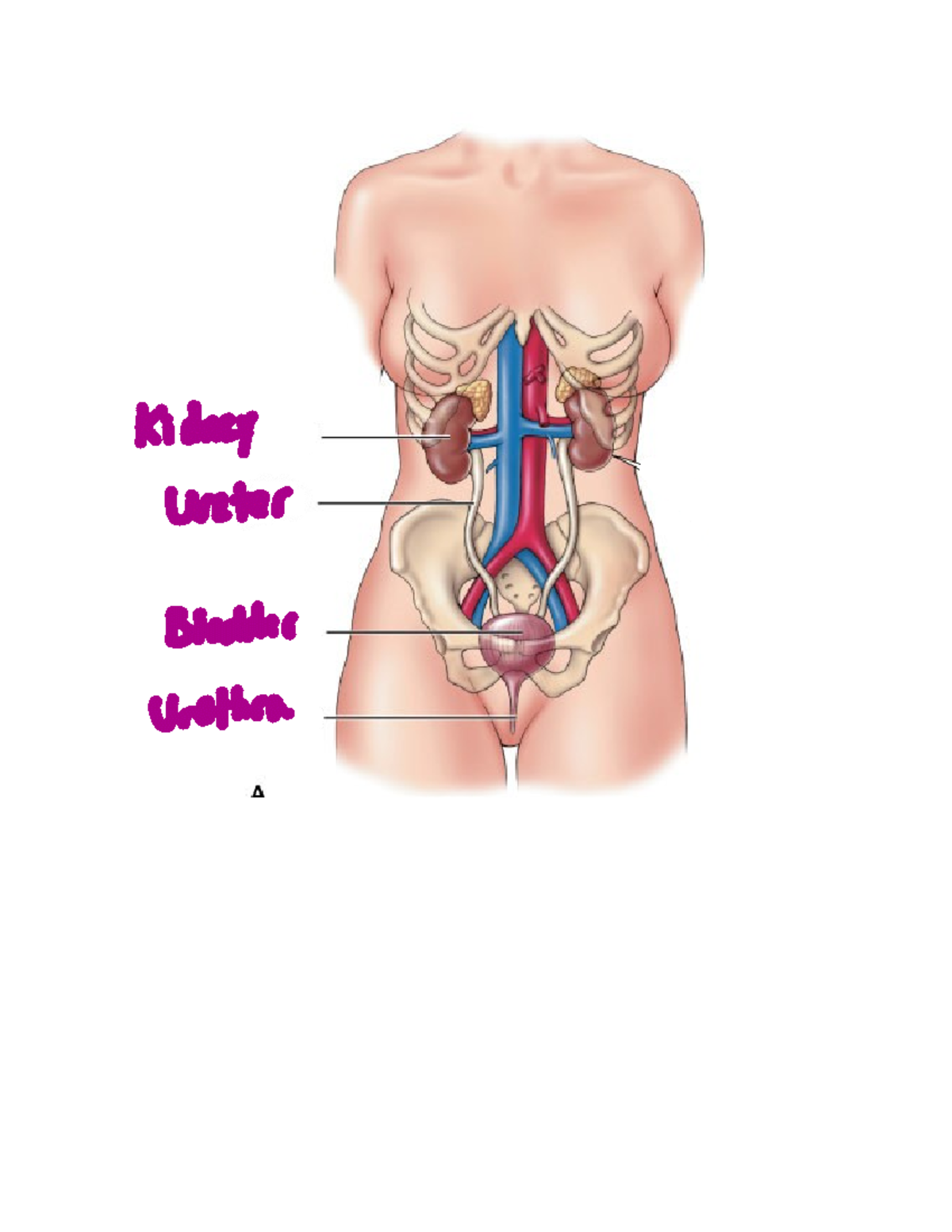 Urinary Worksheet (answer key) - BIO 117 - Kidney Unster Bladder ...