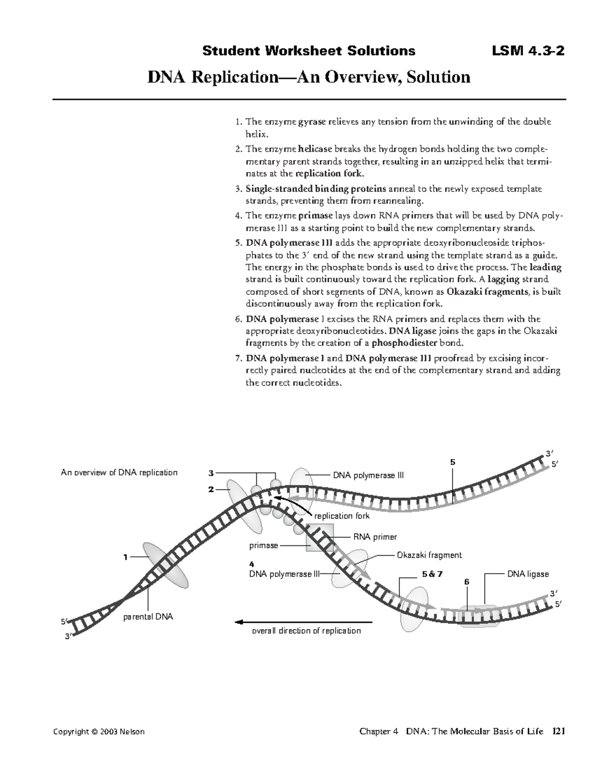 DNA Replication WS Complete - Copy - 1. The enzyme gyrase relieves any ...