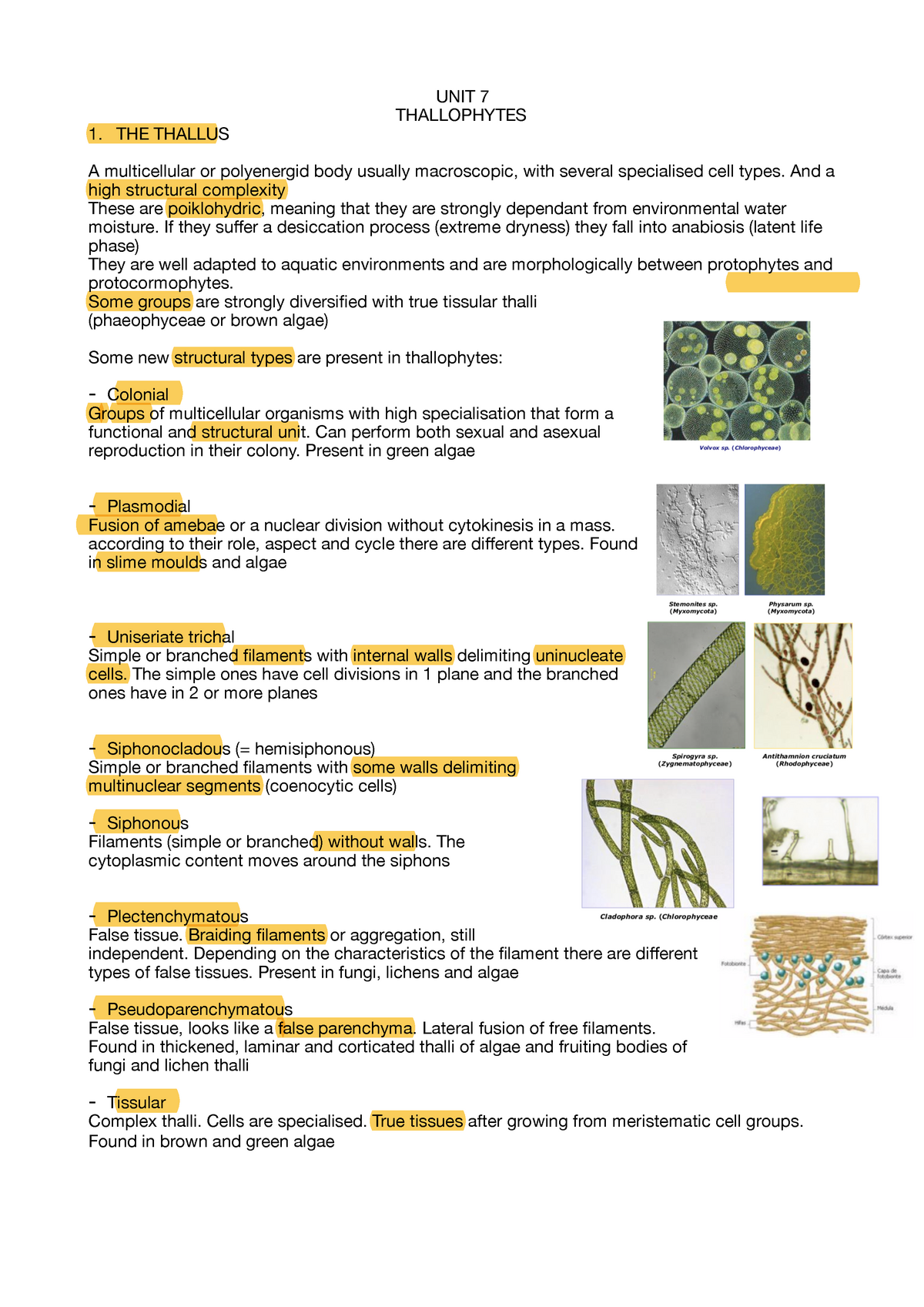 UNIT 7 - Apuntes 7 - UNIT 7 THALLOPHYTES 1. THE THALLUS A multicellular ...