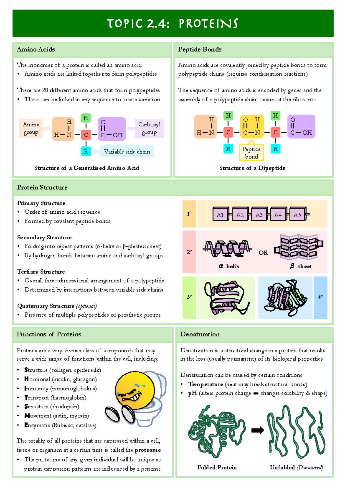 2.4 Proteins - notes - Peptide Bonds Amino acids are covalently joined ...