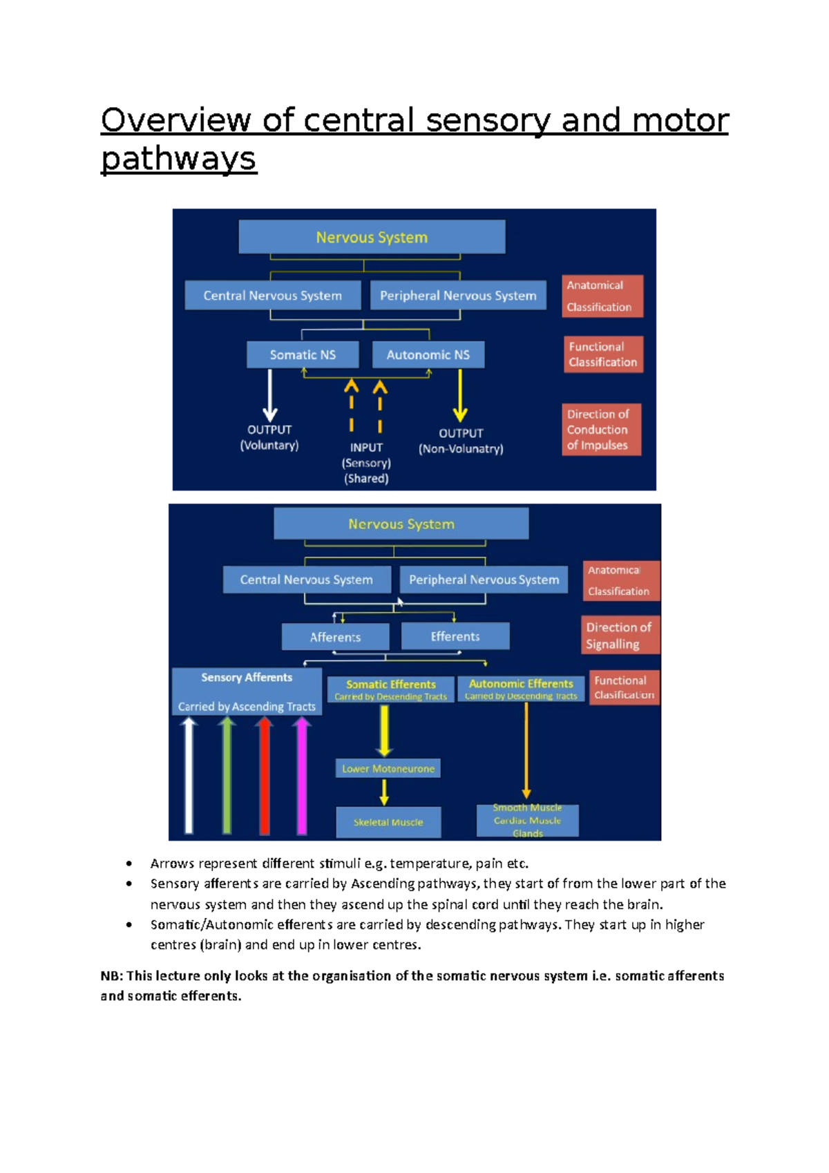 L16 Overview of sensory and motor pathways Overview of central