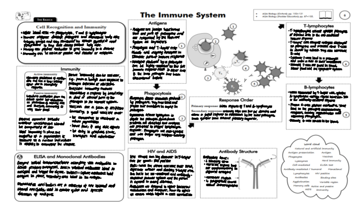 Immunity Summarised · · Antigens are foreign substances · T
