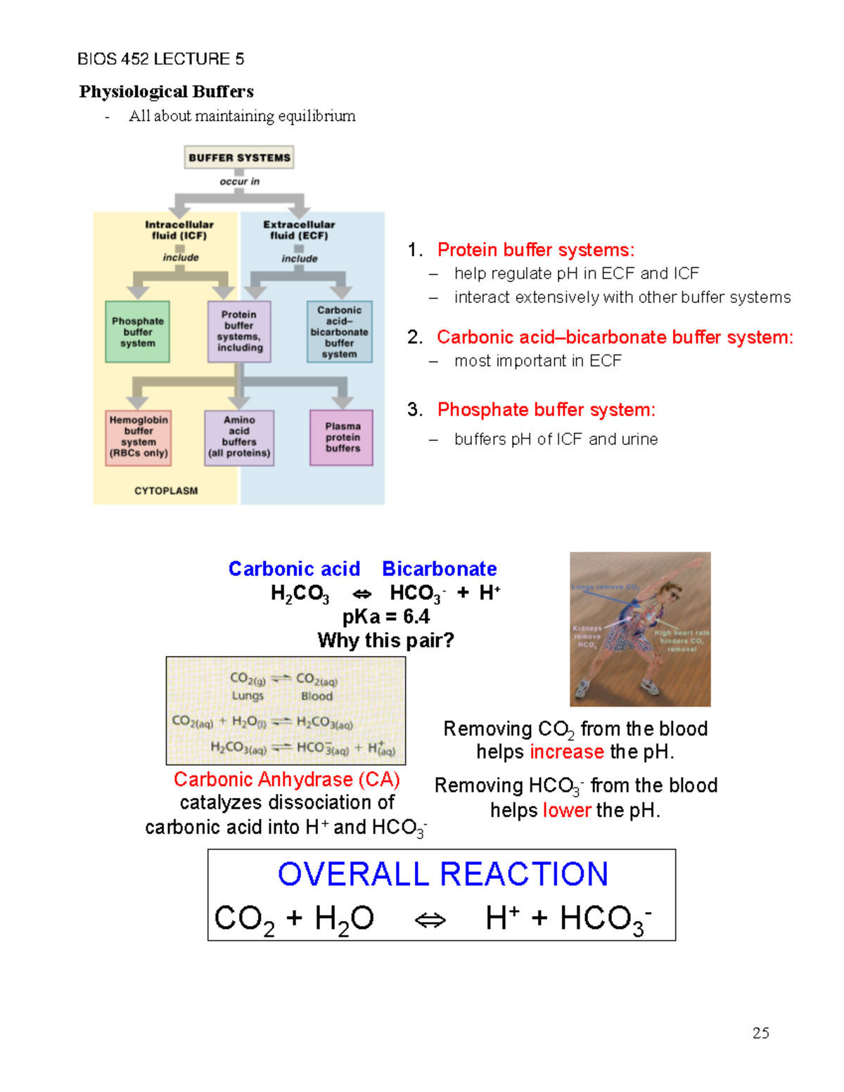 Bio Chem Lecture 5 Notes Bios 352 Uic Studocu