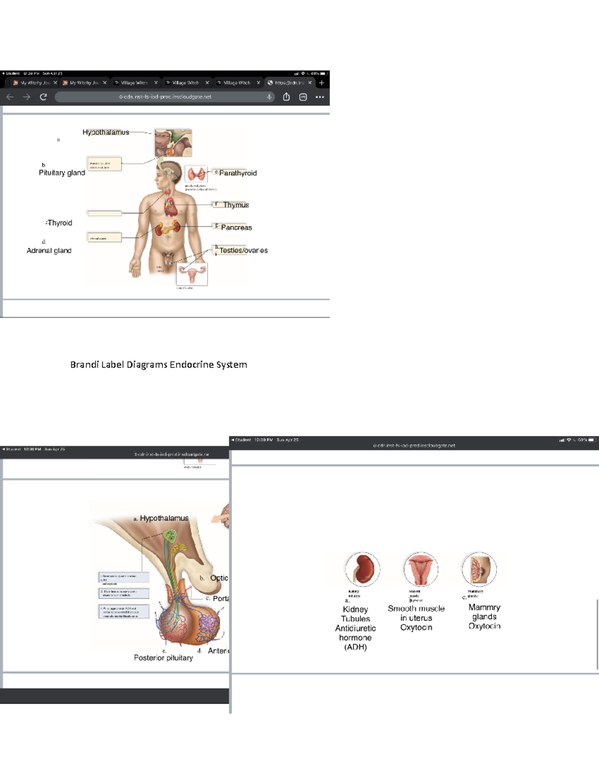 Label Endocrine - BIO 1140 - Brandi Label Diagrams Endocrine System ...