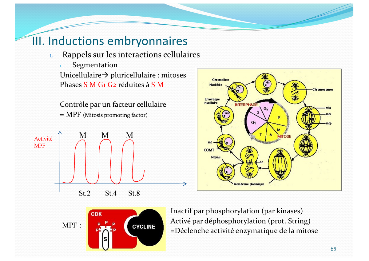 Biologie Du De Ì Veloppement 2021 Diapos 65-100 - Biologie Et ...