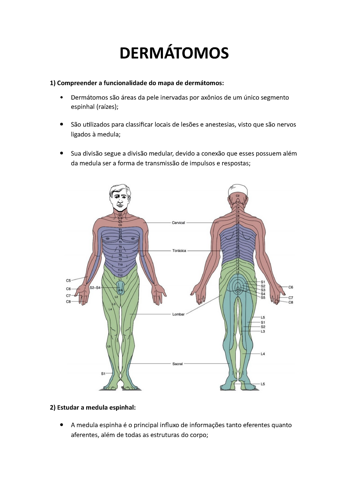 dermátomos dos membros inferiores