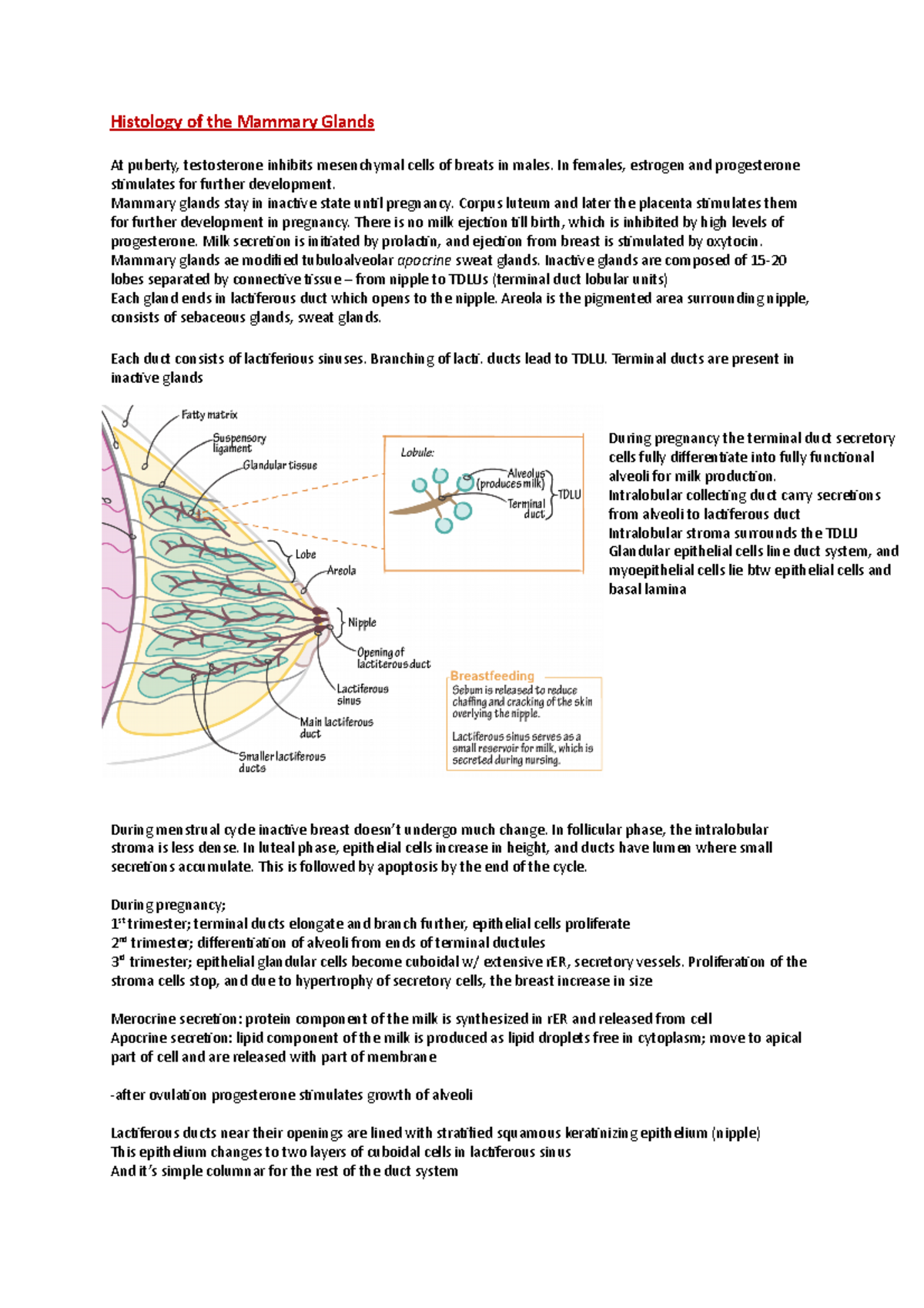 Histology of the Mammary Glands - In females, estrogen and progesterone ...