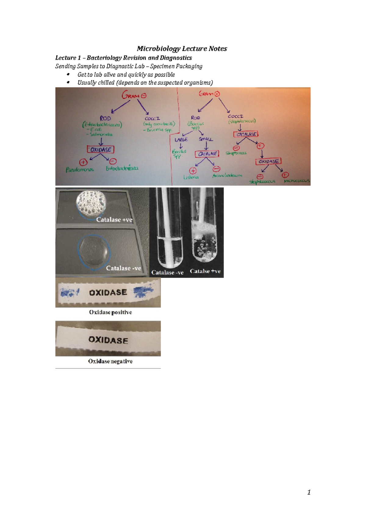 Microbiology Lecture Notes - Microbiology Lecture Notes Lecture 1 ...