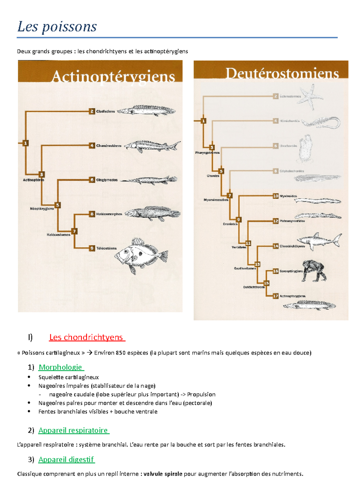 3 Les poissons - cours complet - Les poissons Deux grands groupes : les ...