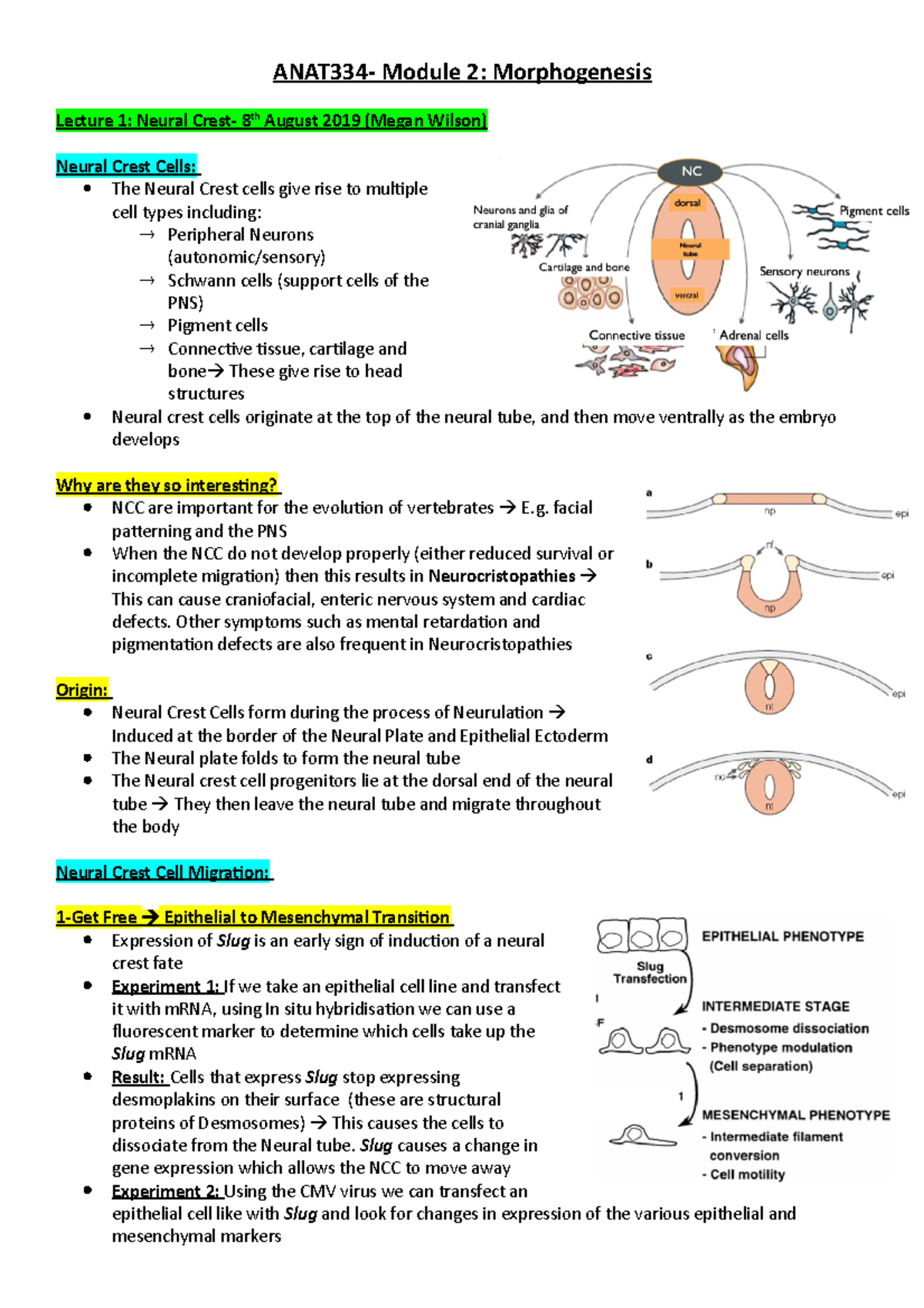 ANAT334- Module 2 - Lecture notes 7- 14 - ANAT334- Module 2 ...