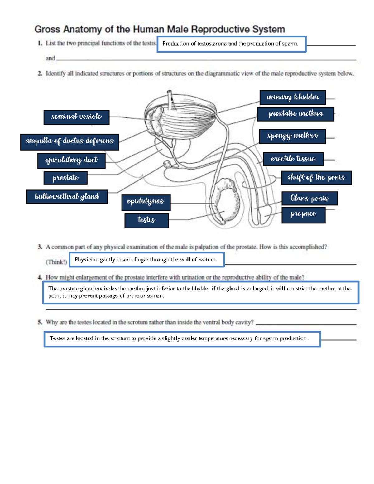 A14 - Reproductive System Ramirez Activity - GLANS PENIS Prepuce SHAFT ...