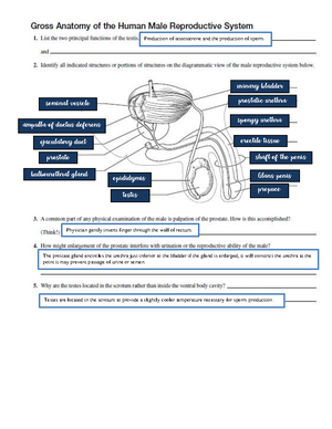 Chapter 3 - THE Cellular Level OF Organization ( Anaphy) - CHAPTER 3 ...