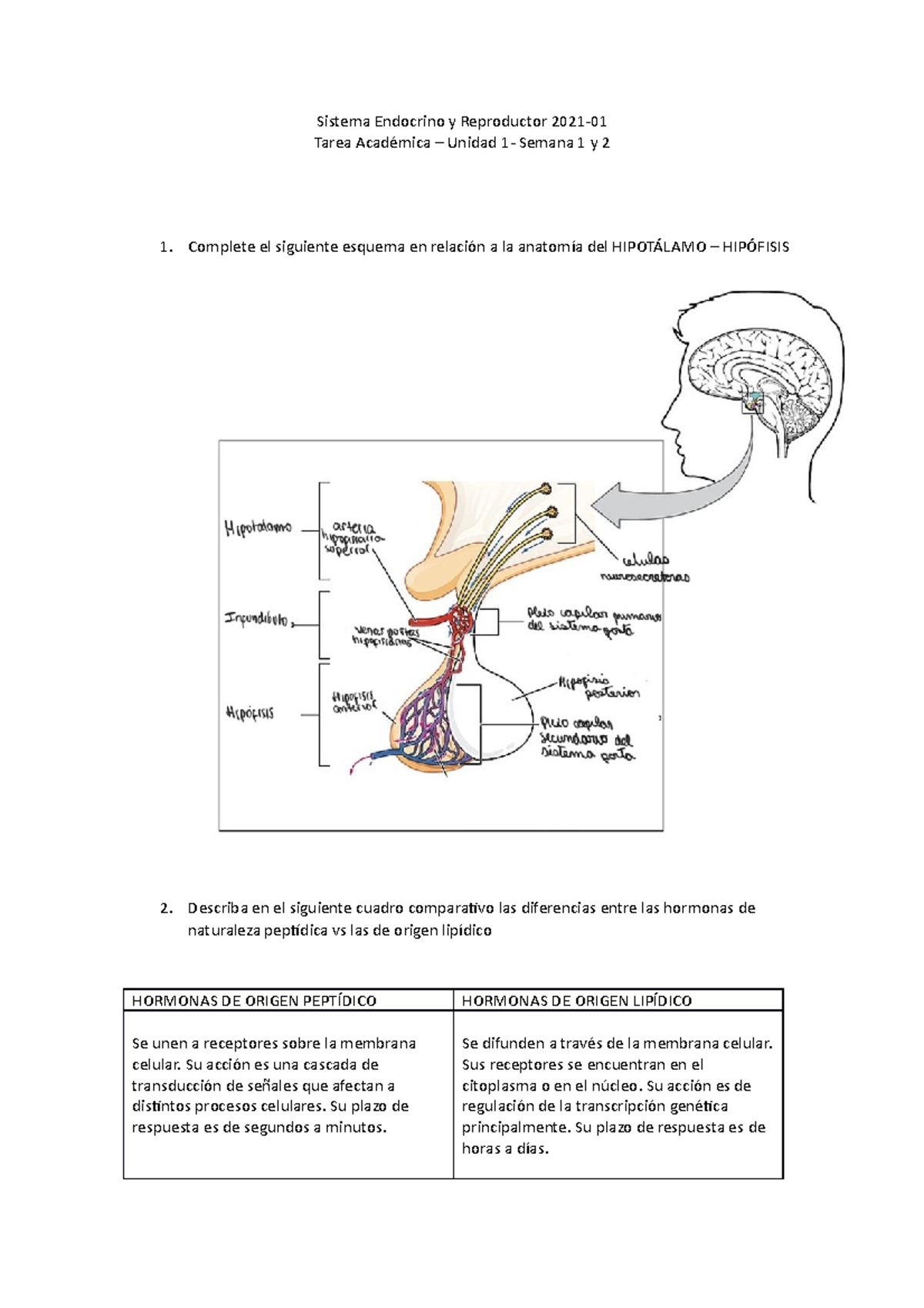 Tarea 1 Sistema Endocrino - Sistema Endocrino Y Reproductor 2021- Tarea ...