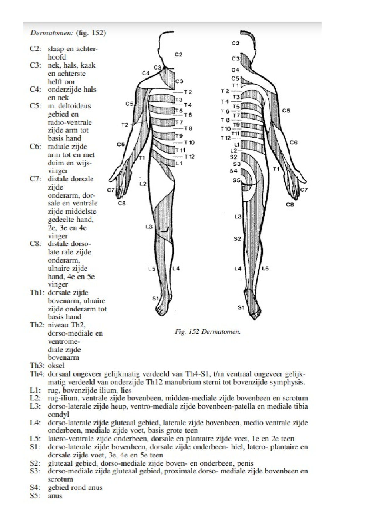 Dermatomen lichaam - Fysiotherapie - Studeersnel