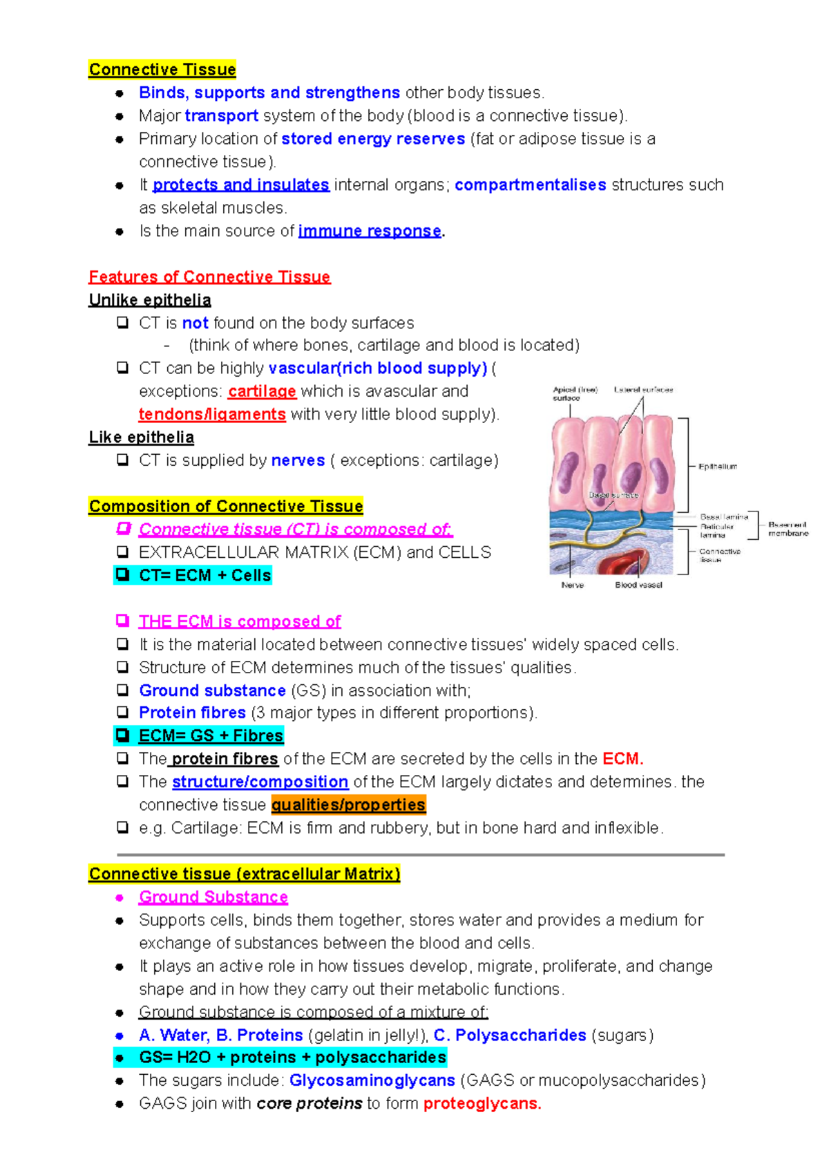 Biosci 107 connective tissue - Connective Tissue Binds, supports and ...