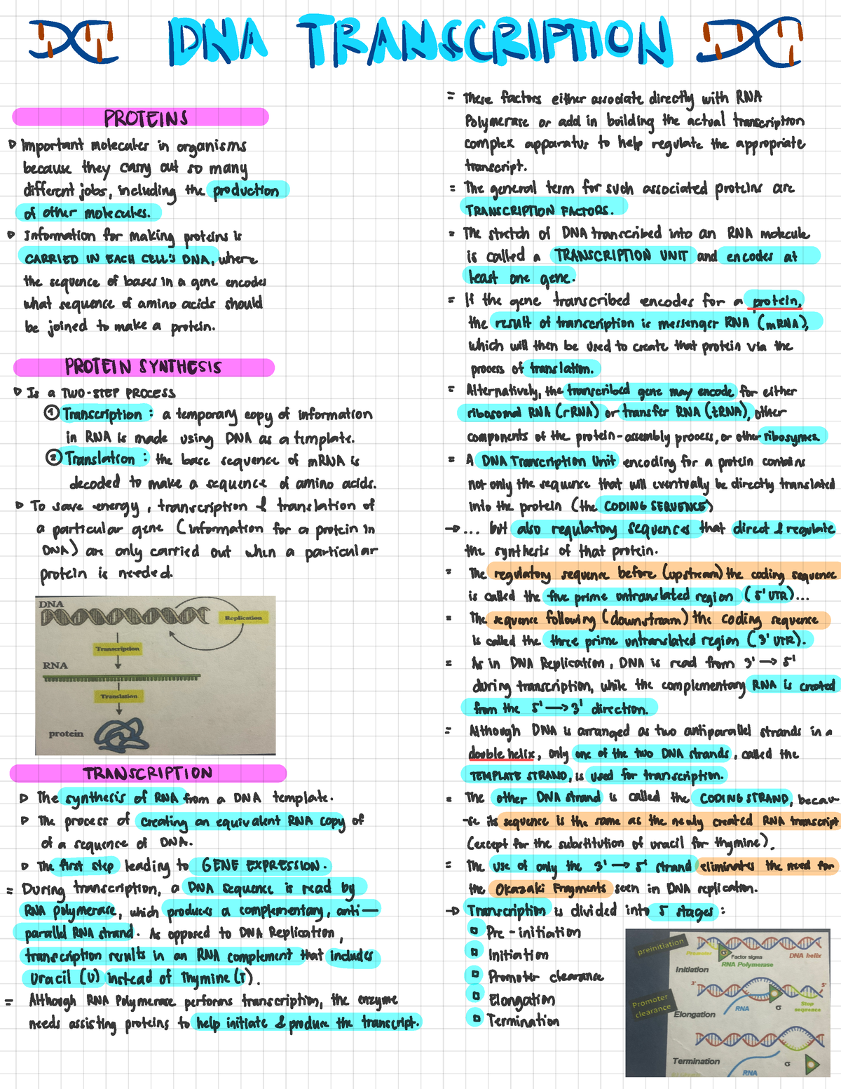 DNA Transcription Trans - * ' DDNIATTEA-NIEQB#l0NiTE = these factors ...