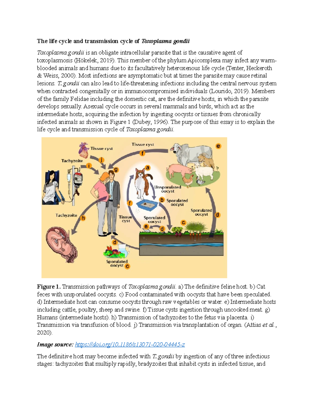The life cycle and transmission cycle of Toxoplasma gondii This