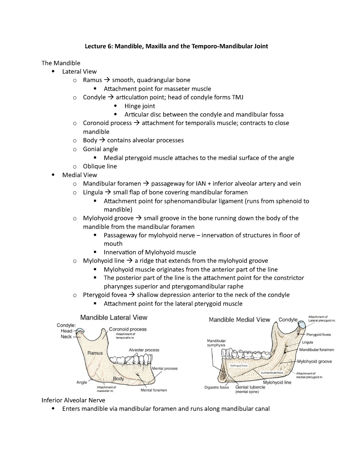 the mandibulate hypothesis supports the statement