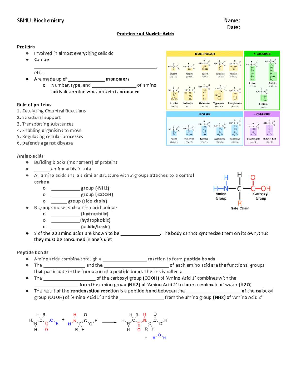 Proteins and Nucleic Acids HO for uni Date Proteins and Nucleic