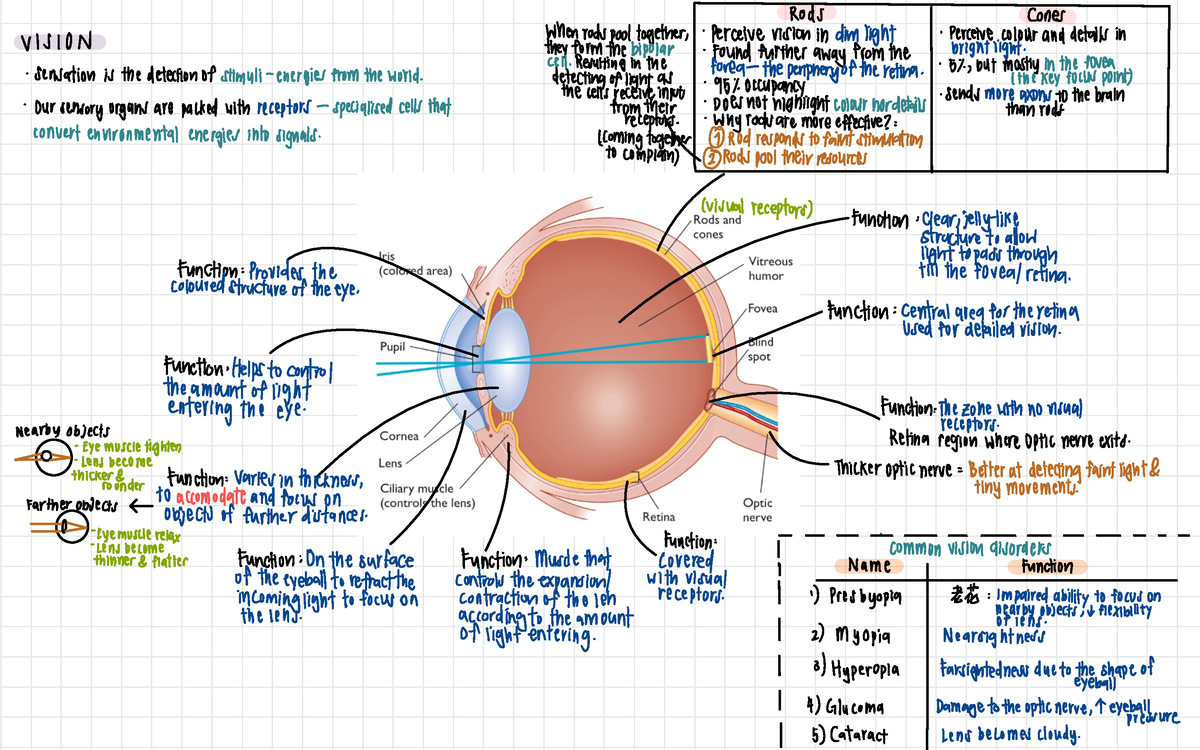 module 4 sensation and perception - Rods Cones VISION When rods pool ...