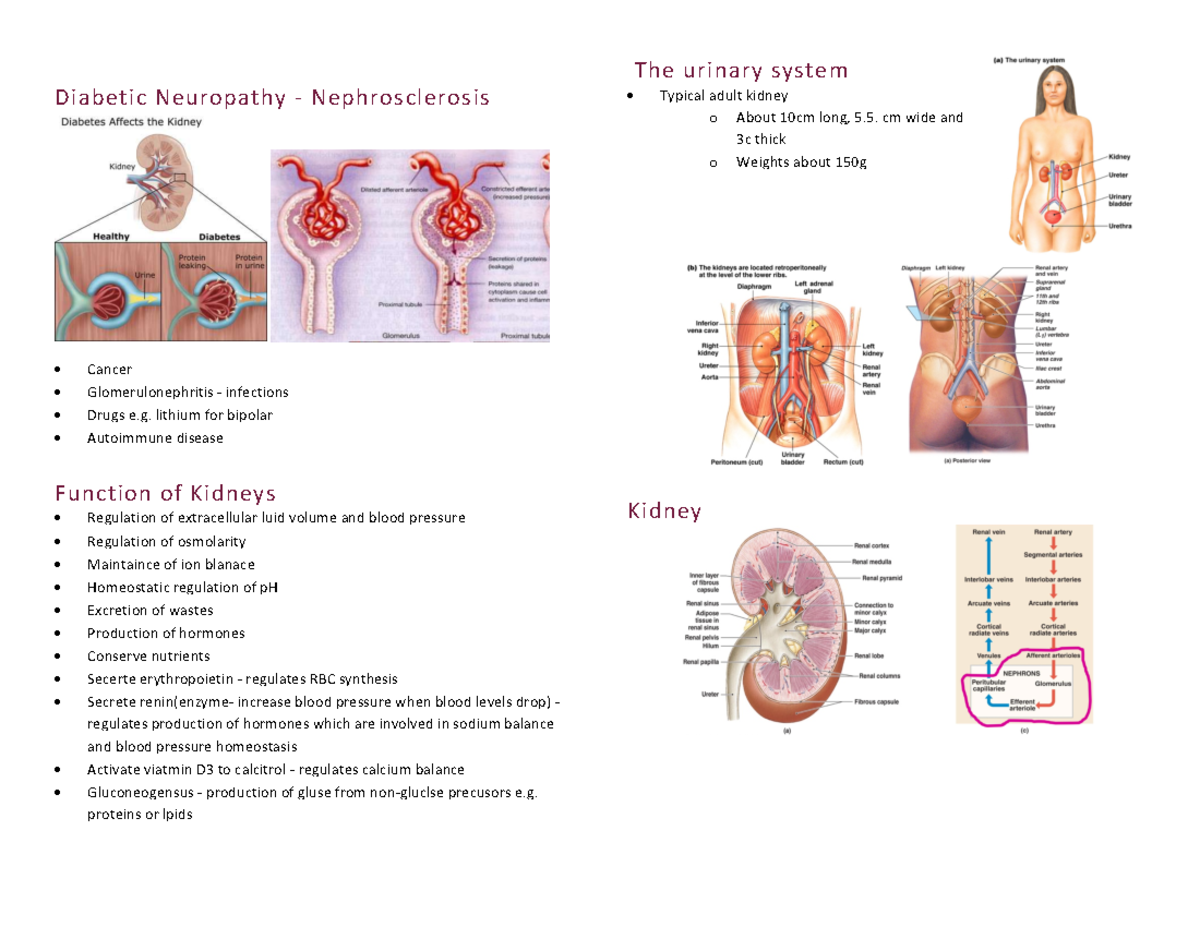 Urinary System - The urinary system Diabetic Neuropathy ...