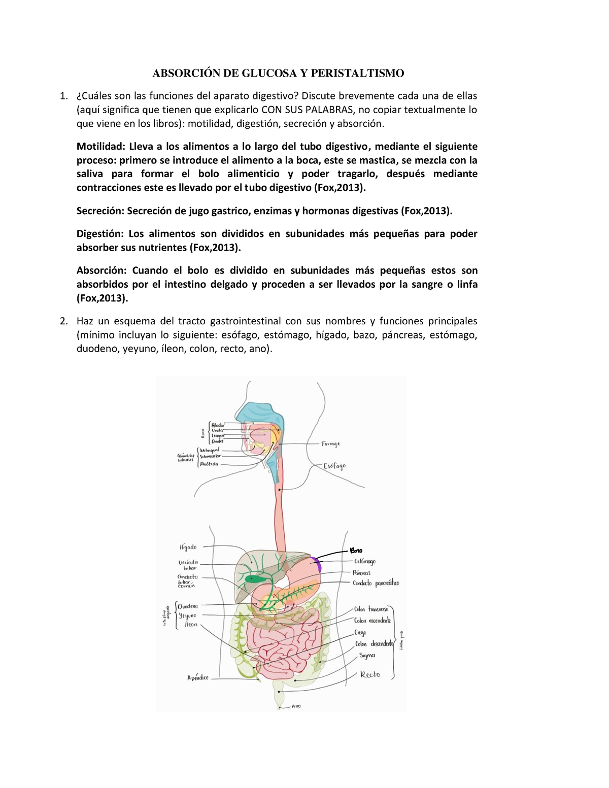 Absorción De Glucosa Y Peristaltismo AbsorciÓn De Glucosa Y Peristaltismo ¿cuáles Son Las 6044